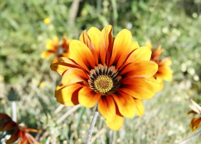 La Borgata 酒店 3*